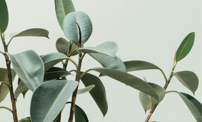 日本抗老学会認定