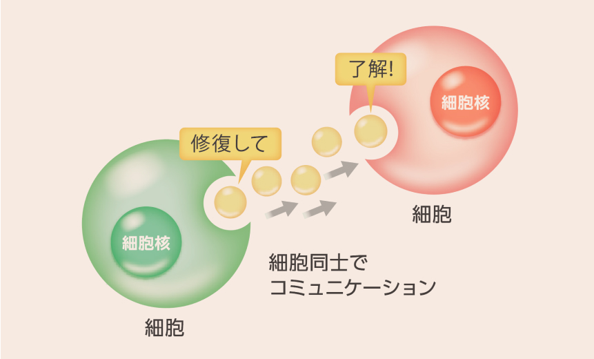 エクソソームの説明1